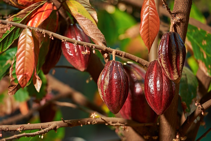 cacao